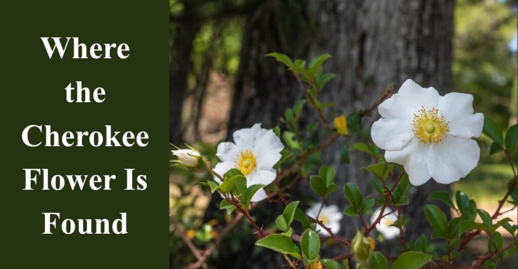 Where the Cherokee Flower Is Found