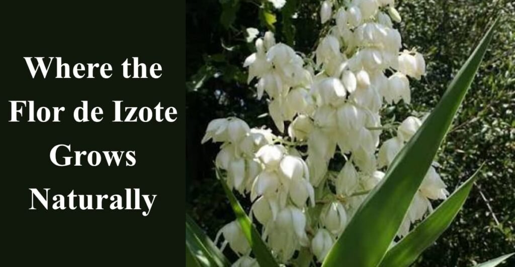 Where the Flor de Izote Grows Naturally