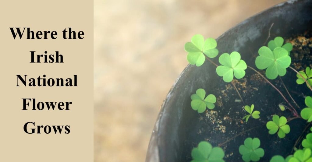 Where the Irish National Flower Grows