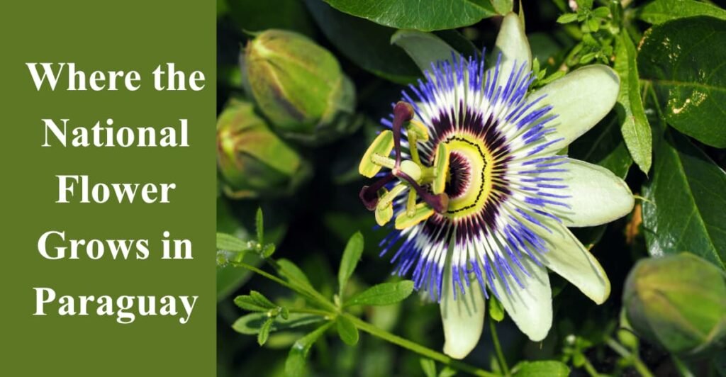 Where the National Flower Grows in Paraguay