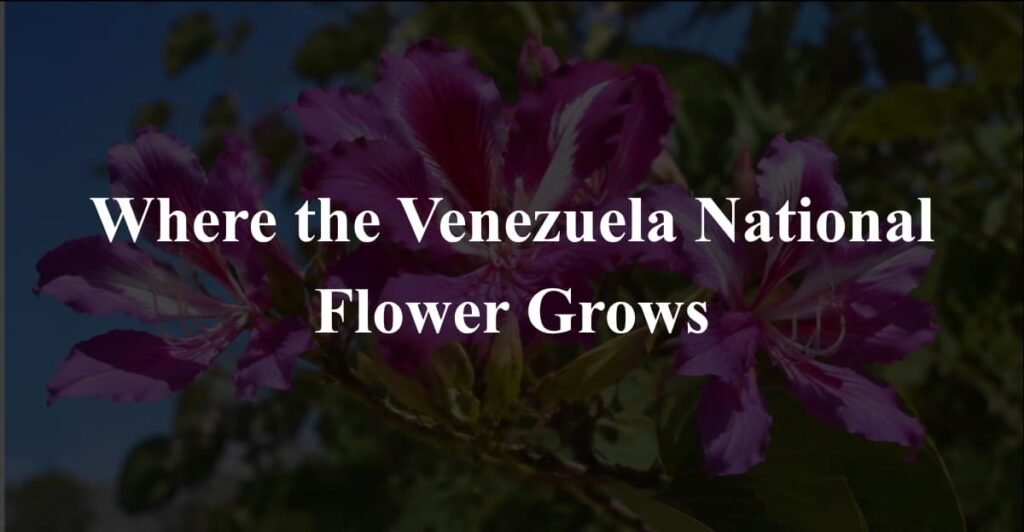 Where the Venezuela National Flower Grows