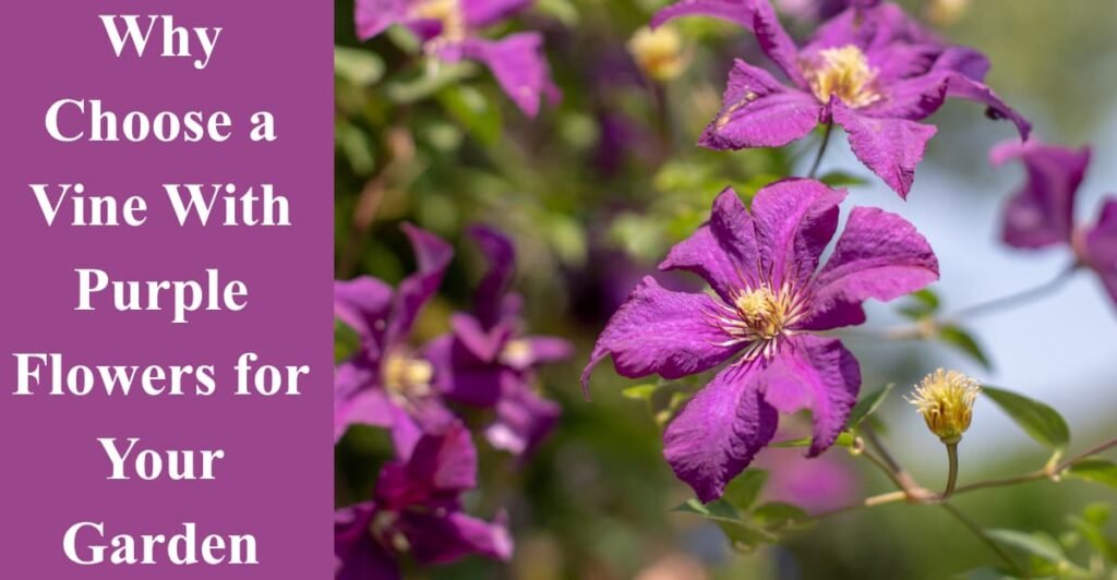 Why Choose a Vine With Purple Flowers for Your Garden