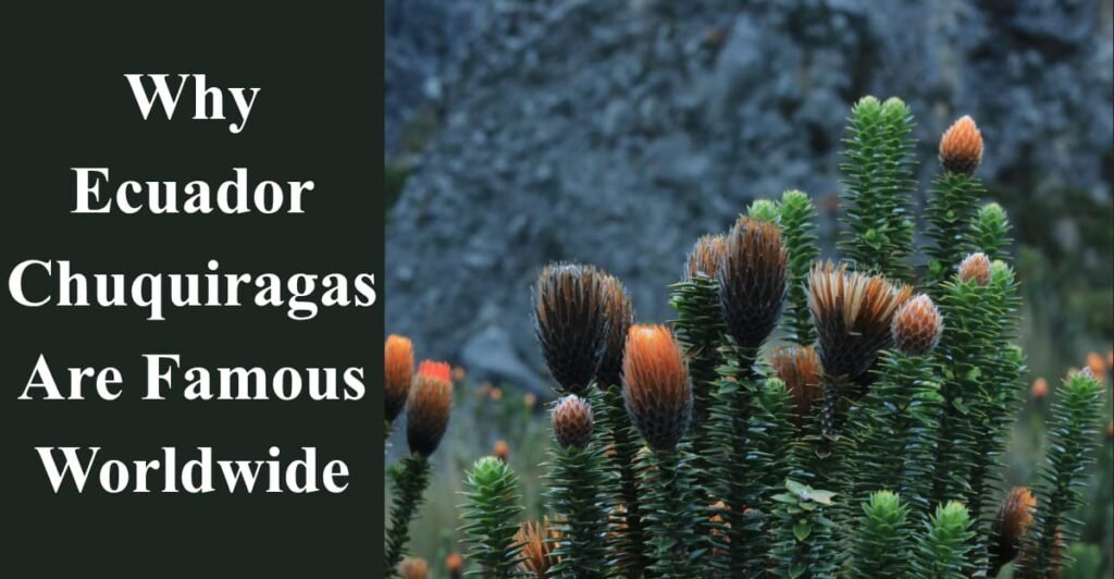 Why Ecuador Chuquiragas Are Famous Worldwide