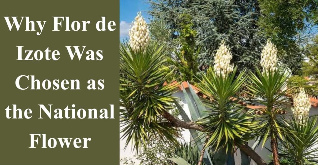 Why Flor de Izote Was Chosen as the National Flower