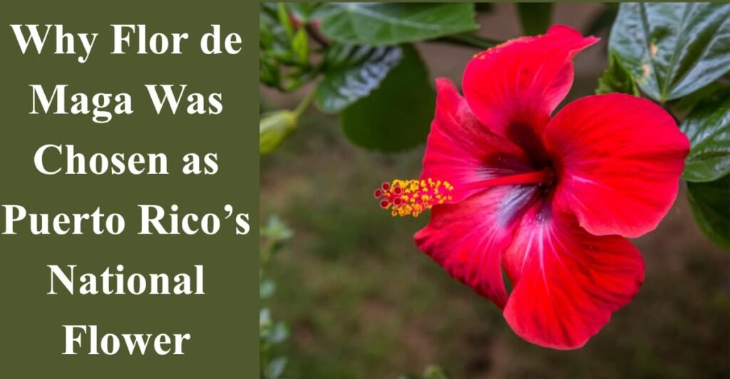 Why Flor de Maga Was Chosen as Puerto Rico’s National Flower