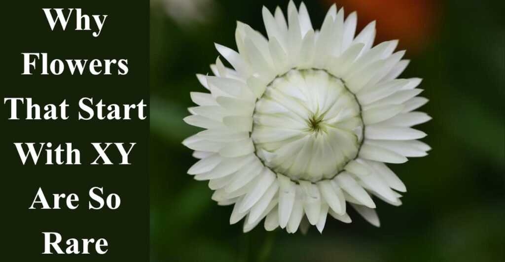 Why Flowers That Start With XY Are So Rare