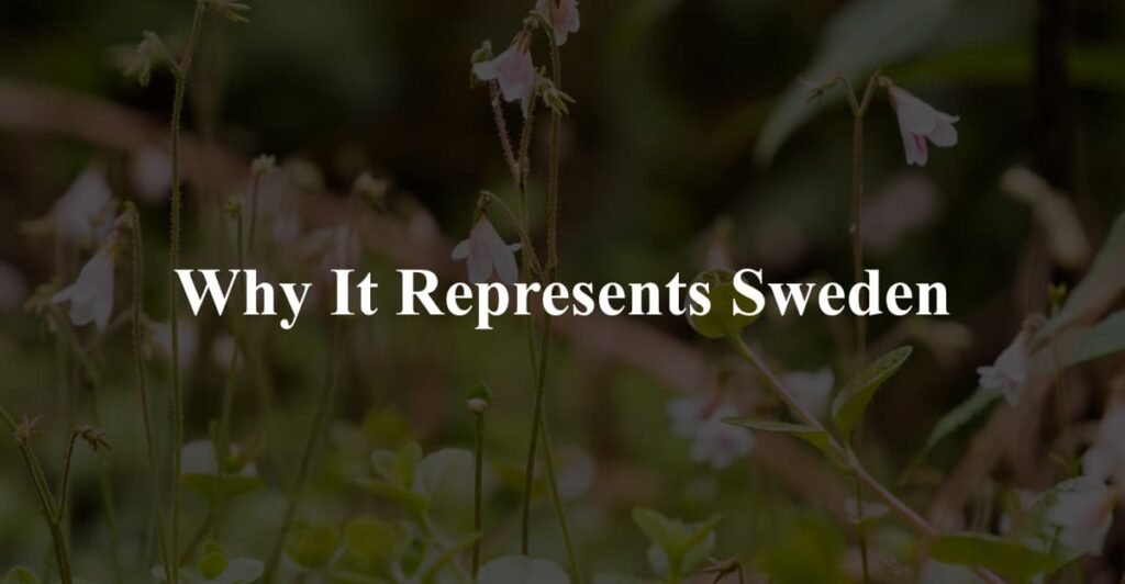 Why It Represents Sweden