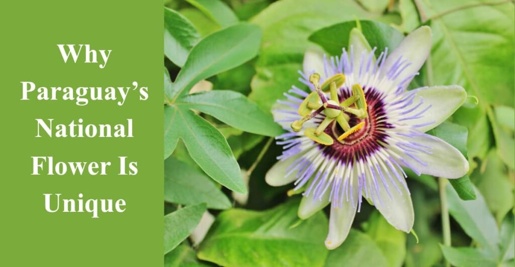 Why Paraguay’s National Flower Is Unique