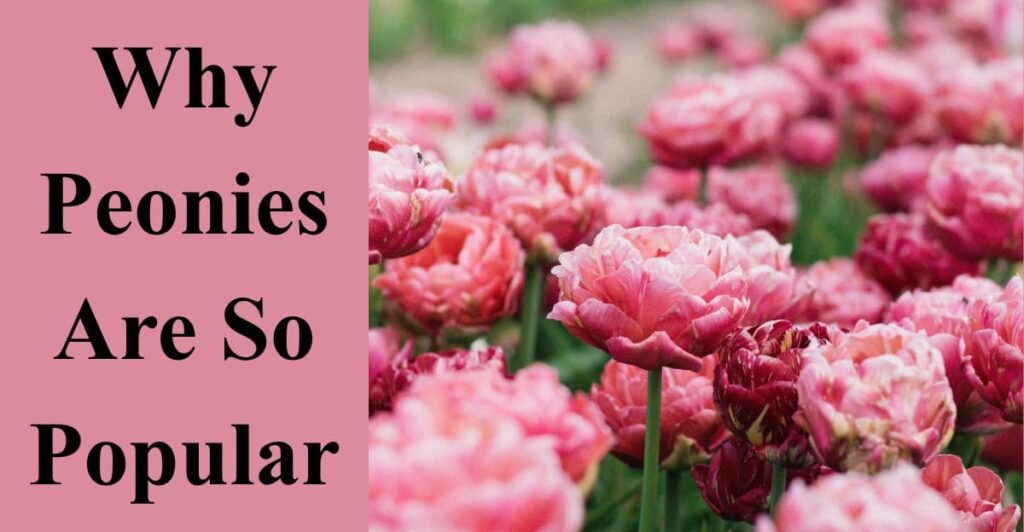 Why Peonies Are So Popular