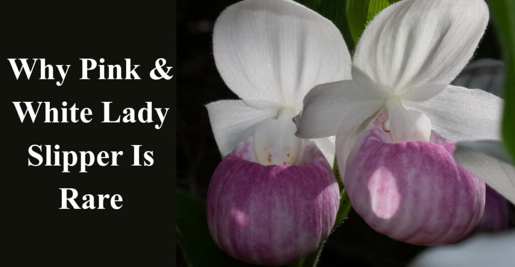 Why Pink & White Lady Slipper Is Rare