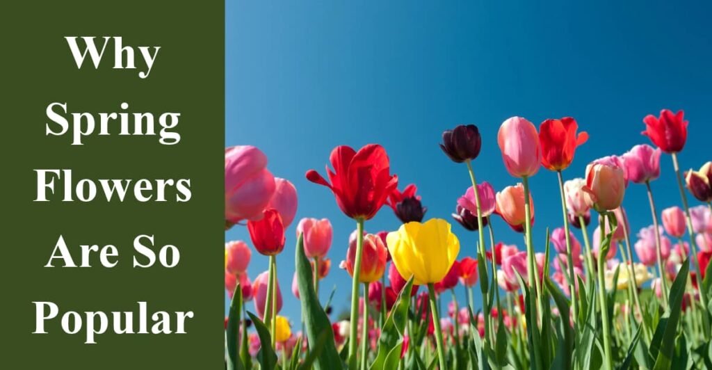 Why Spring Flowers Are So Popular