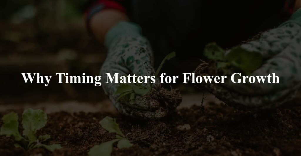Why Timing Matters for Flower Growth