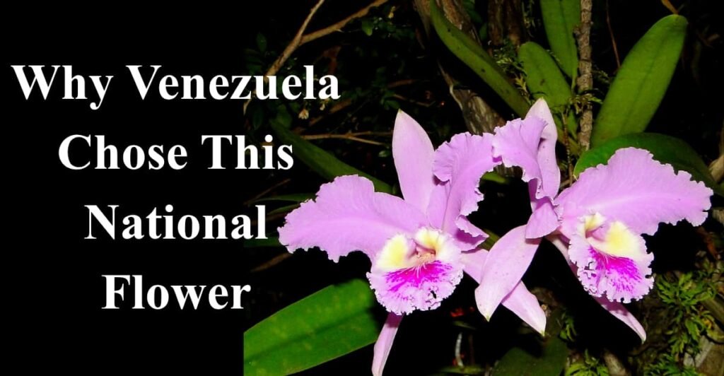 Why Venezuela Chose This National Flower