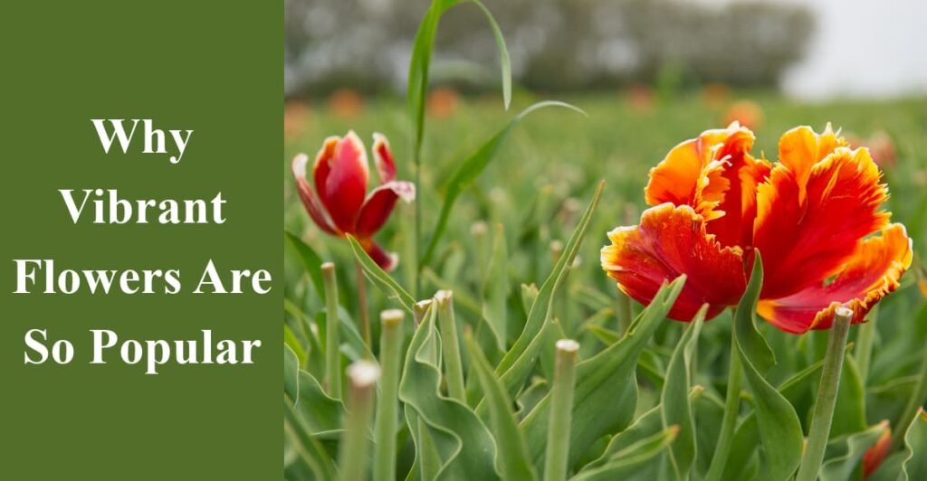 Why Vibrant Flowers Are So Popular