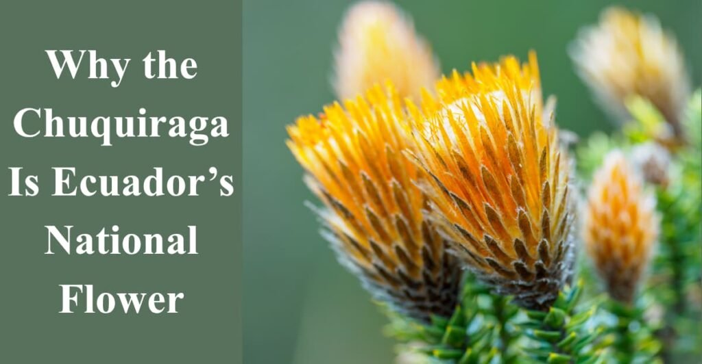 Why the Chuquiraga Is Ecuador’s National Flower