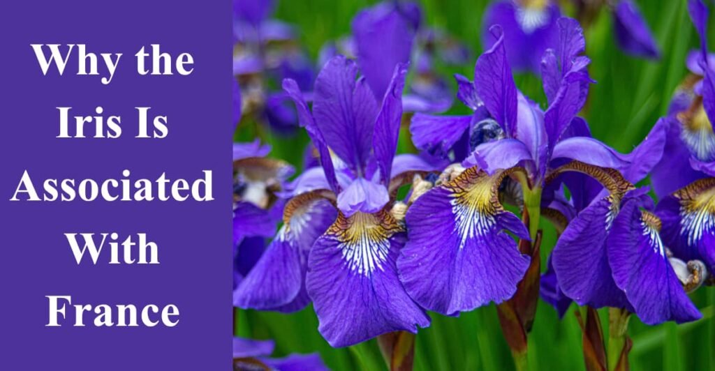 Why the Iris Is Associated With France