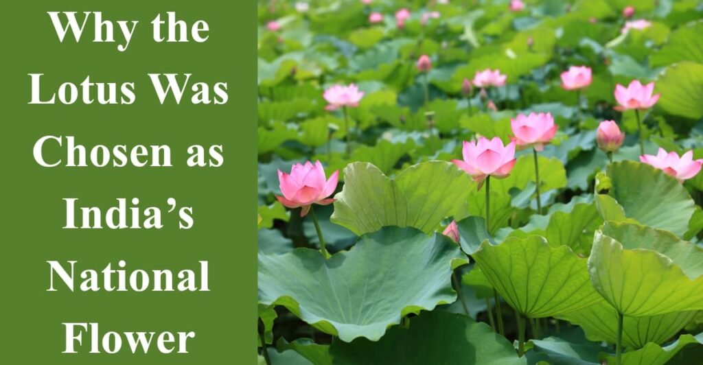 Why the Lotus Was Chosen as India’s National Flower