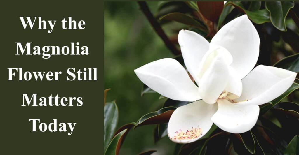Why the Magnolia Flower Still Matters Today