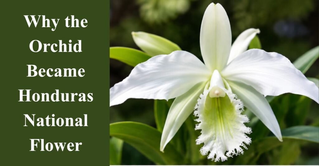 Why the Orchid Became Honduras National Flower