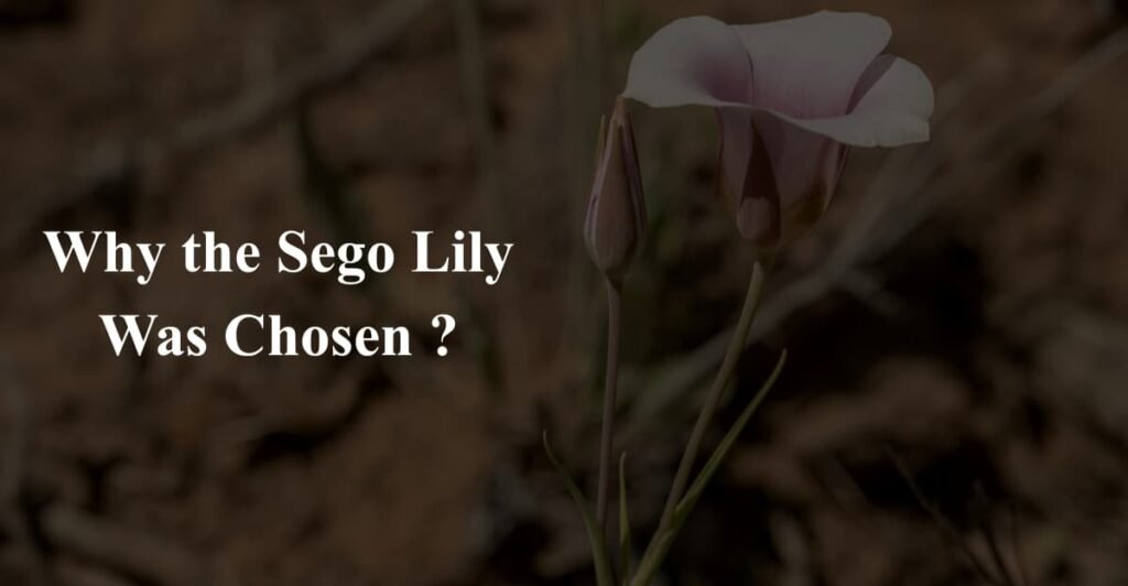 Why the Sego Lily Was Chosen ?