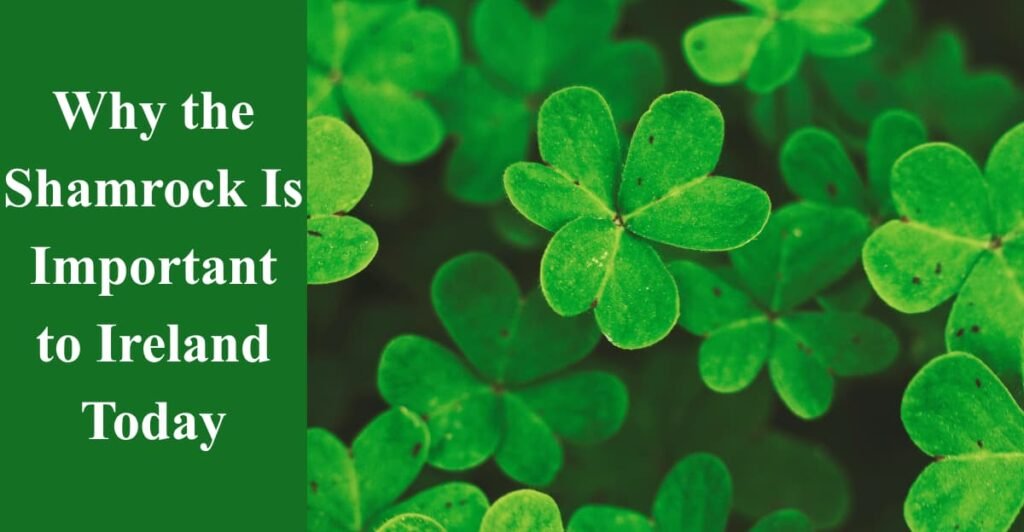 Why the Shamrock Is Important to Ireland Today