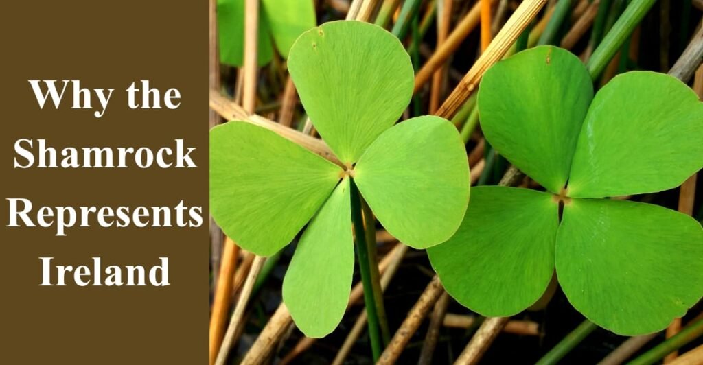 Why the Shamrock Represents Ireland