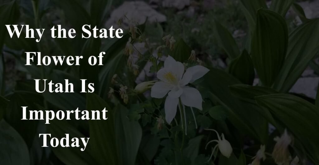 Why the State Flower of Utah Is Important Today