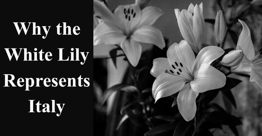 Why the White Lily Represents Italy