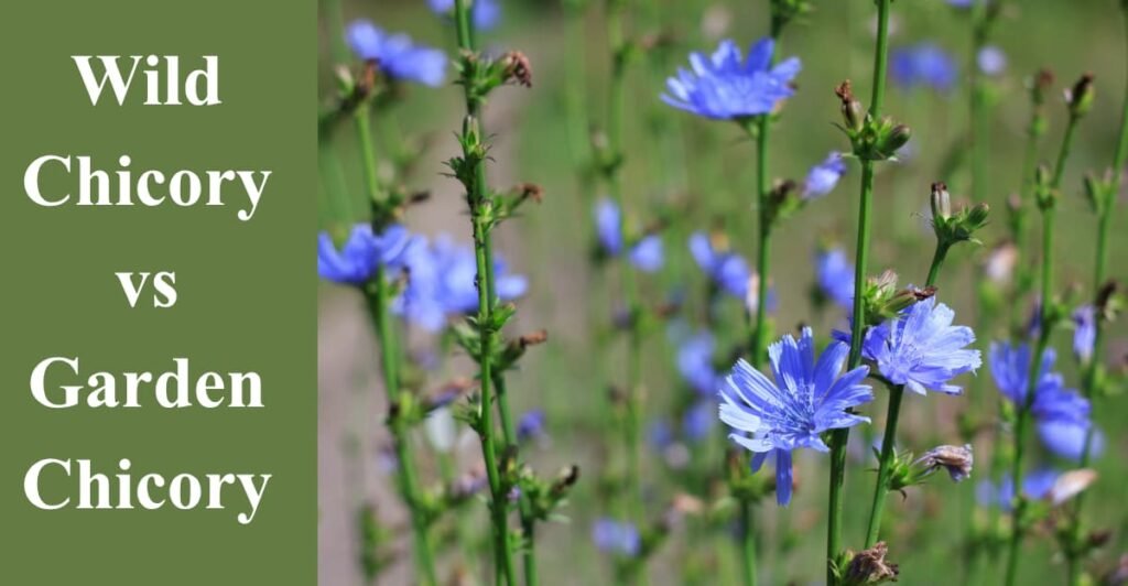 Wild Chicory vs Garden Chicory