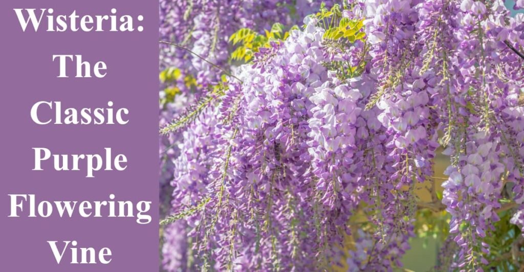 Wisteria: The Classic Purple Flowering Vine