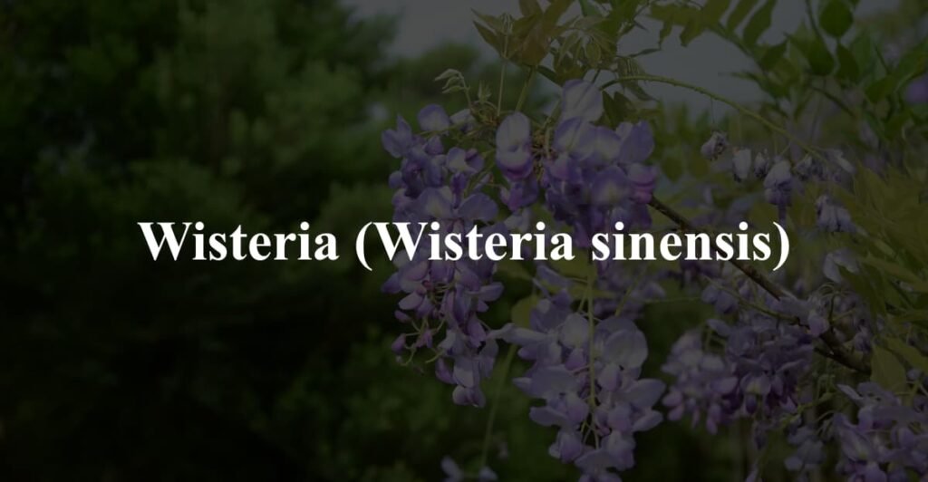 Wisteria (Wisteria sinensis)