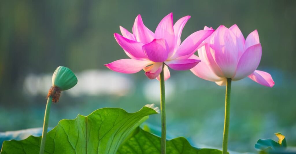 lotus