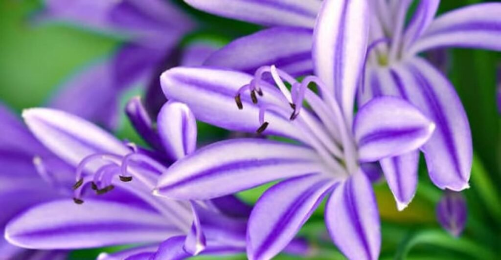 purple lily flower