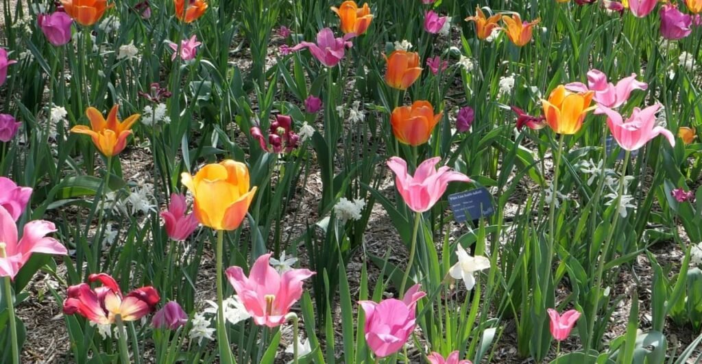 spring flowers