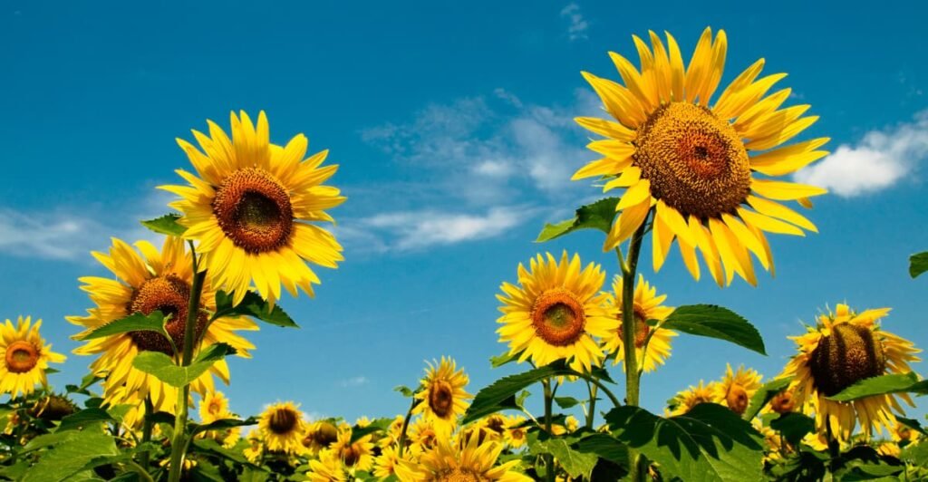 sunflowers