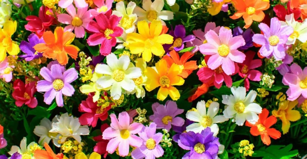 vibrant flowers