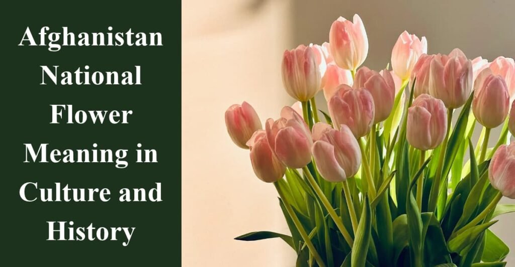 Afghanistan National Flower Meaning in Culture and History