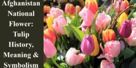 Afghanistan National Flower: Tulip History, Meaning & Symbolism