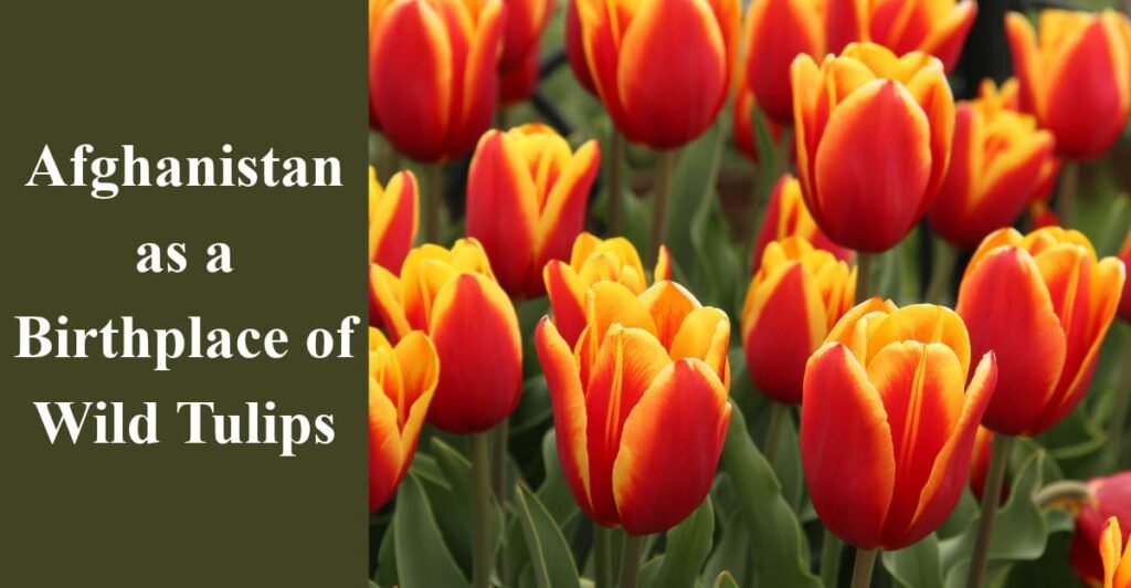 Afghanistan as a Birthplace of Wild Tulips