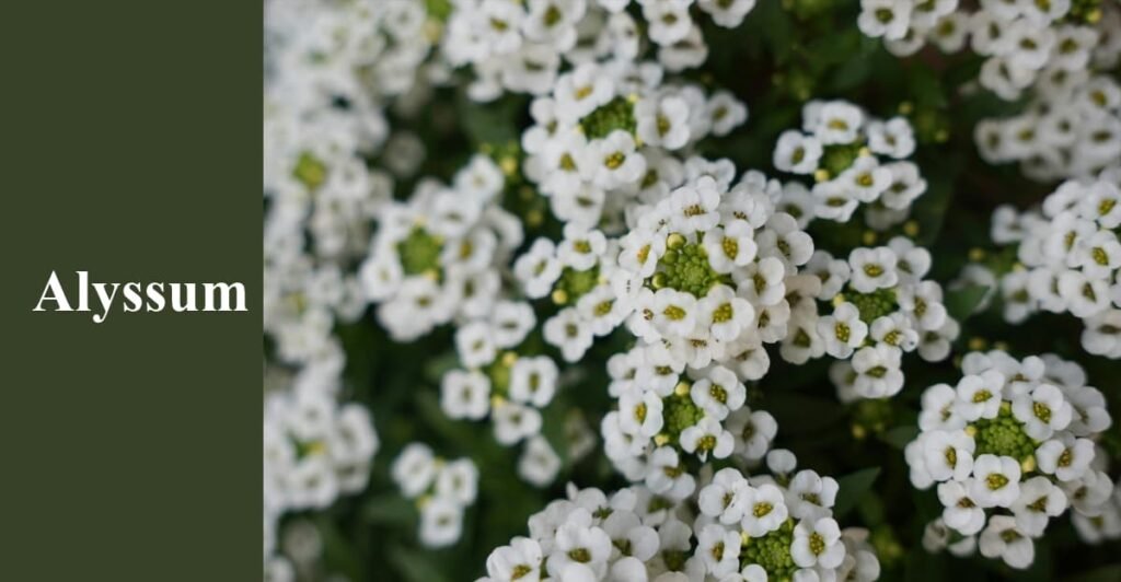 Alyssum