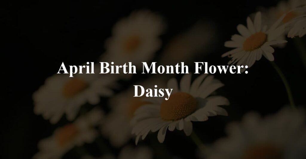 April Birth Month Flower: Daisy