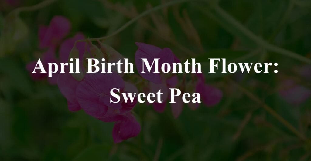 April Birth Month Flower: Sweet Pea