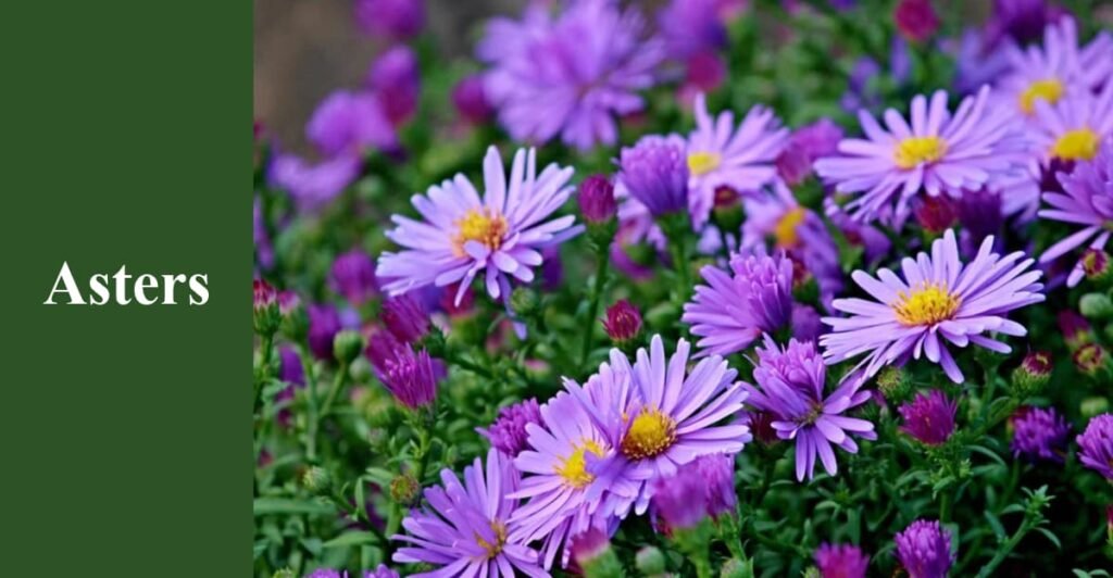 Asters