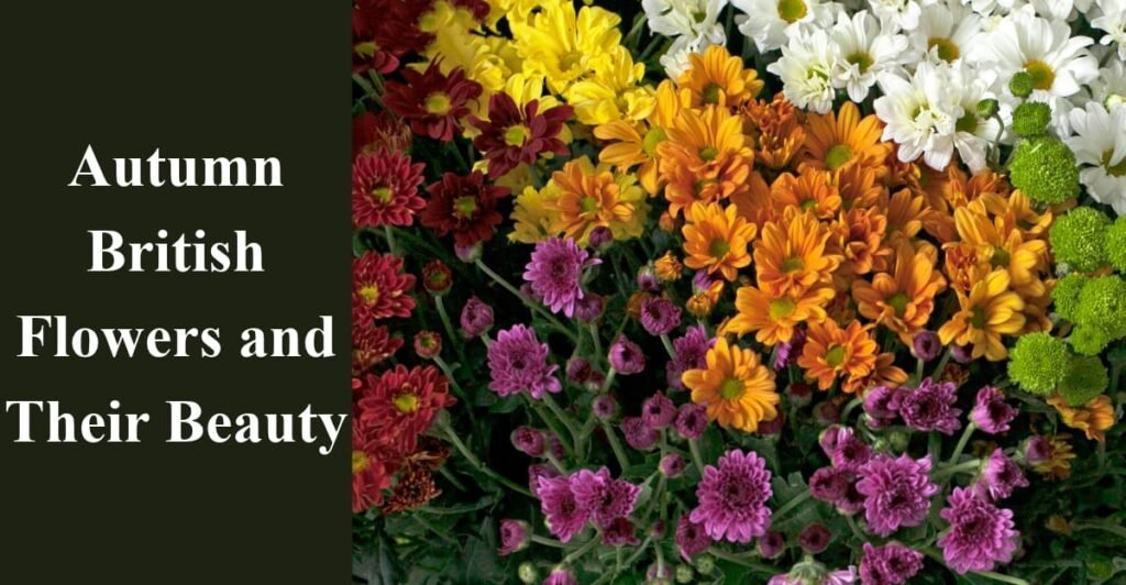 Autumn British Flowers and Their Beauty