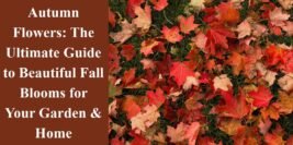Autumn Flowers: The Ultimate Guide to Beautiful Fall Blooms for Your Garden & Home
