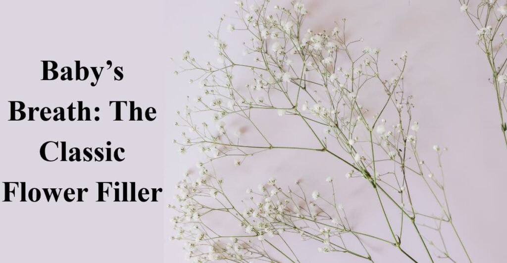 Baby’s Breath: The Classic Flower Filler