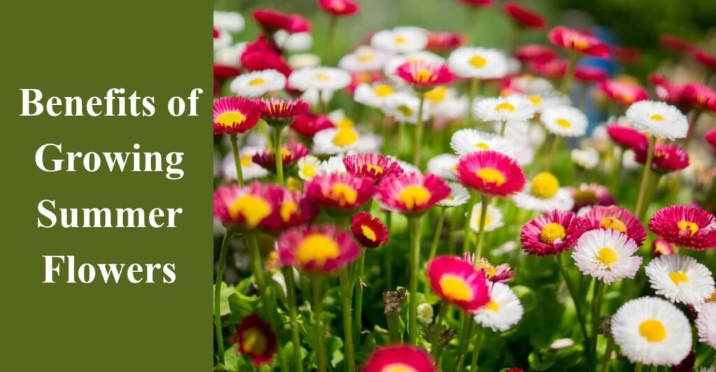 Benefits of Growing Summer Flowers