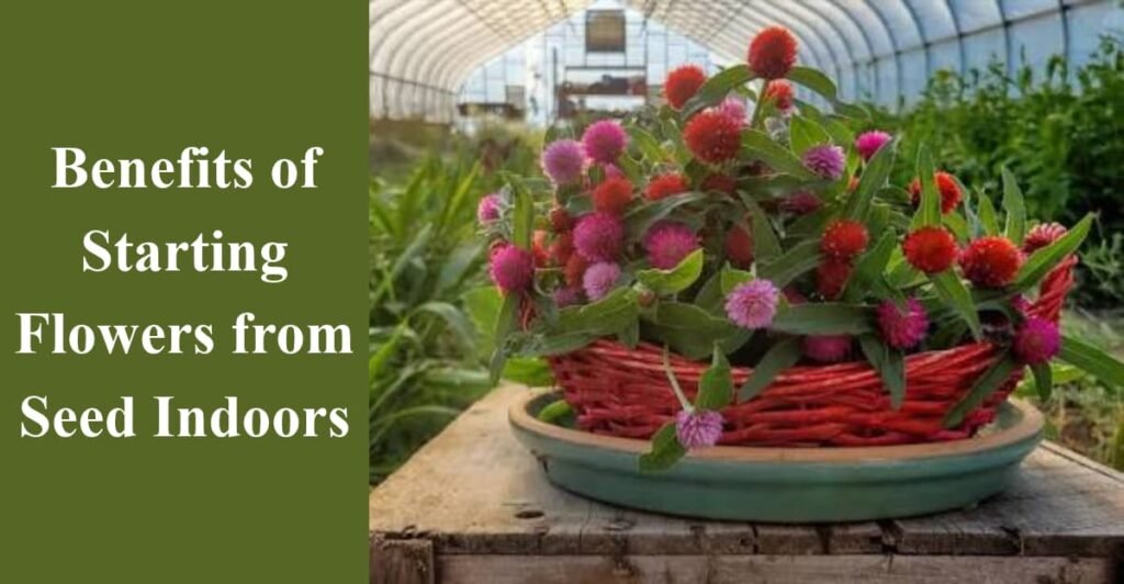 Benefits of Starting Flowers from Seed Indoors