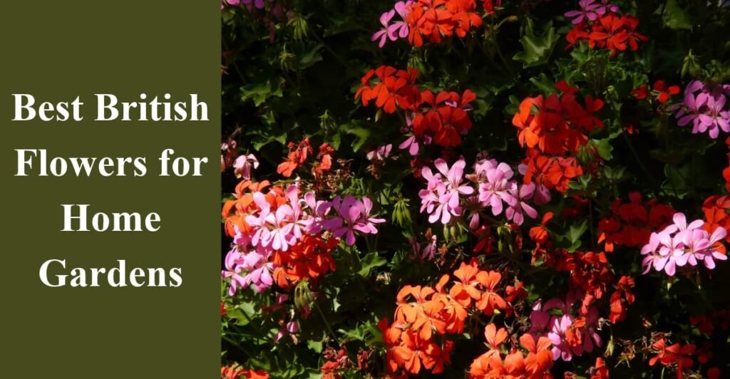 Best British Flowers for Home Gardens