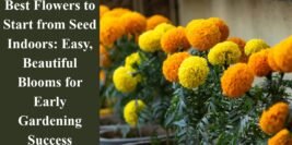 Best Flowers to Start from Seed Indoors: Easy, Beautiful Blooms for Early Gardening Success